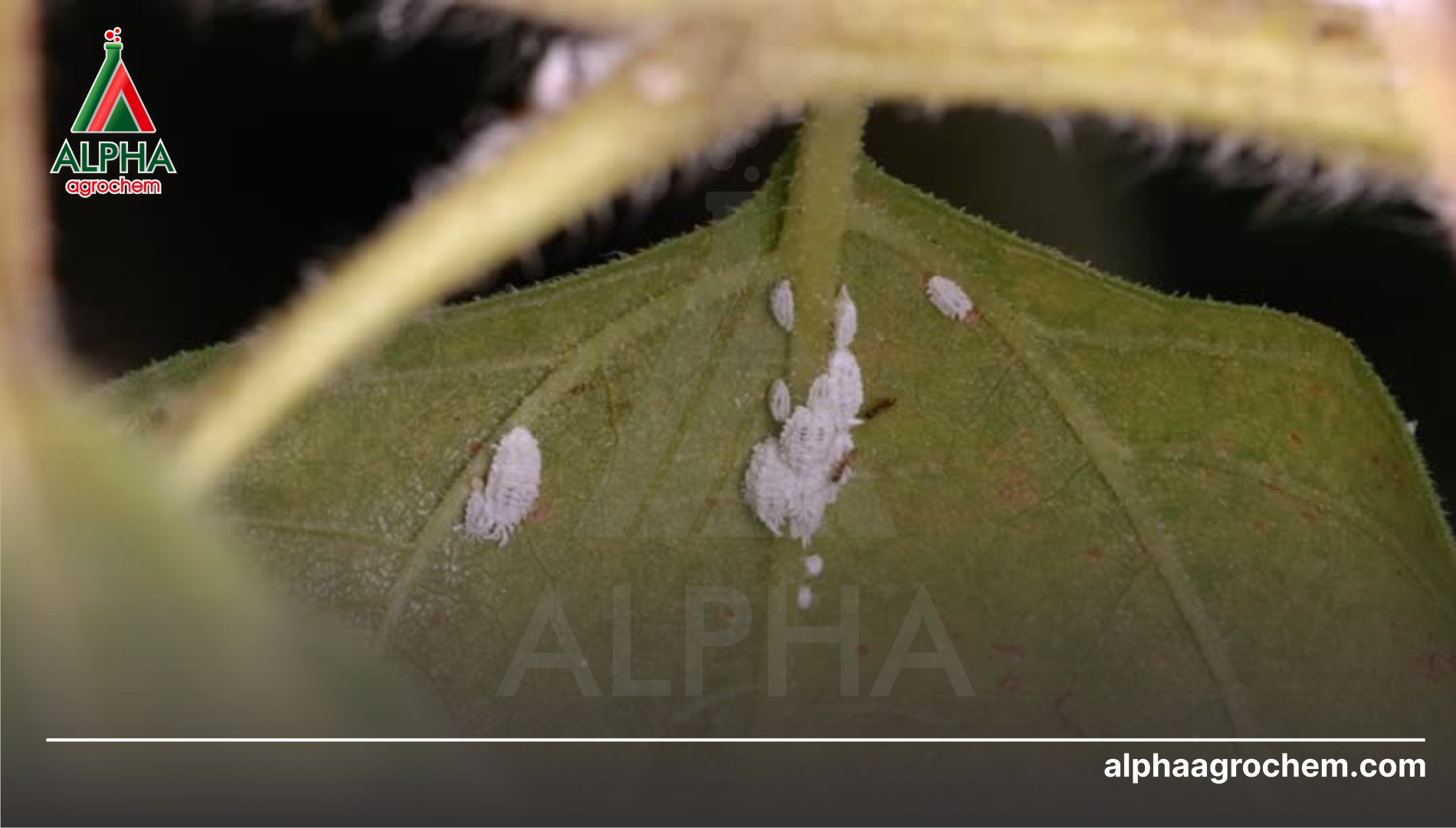 Thời điểm bùng phát rệp sáp mạnh nhất: Biến động môi trường