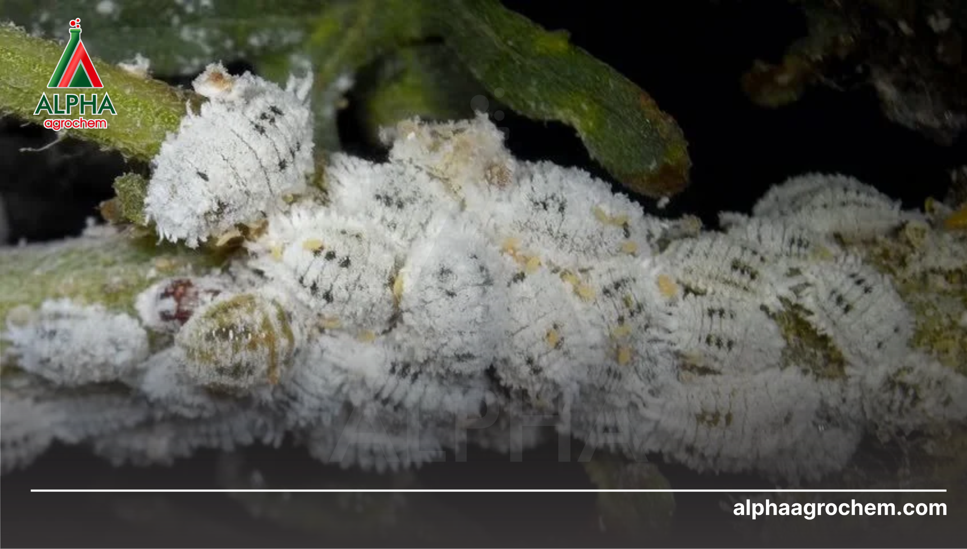 Thông tin tổng quan về rệp sáp