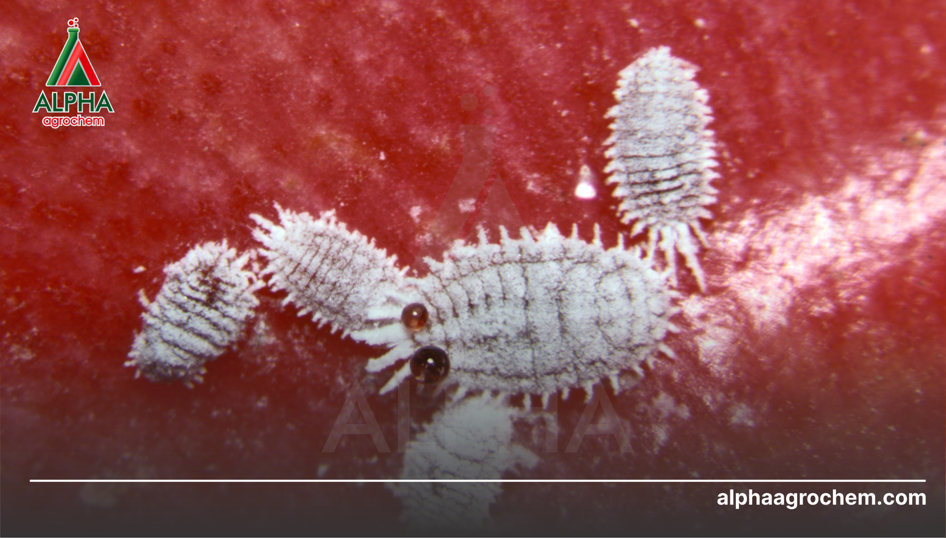 Thông tin về rệp sáp (Pseudococcidae)