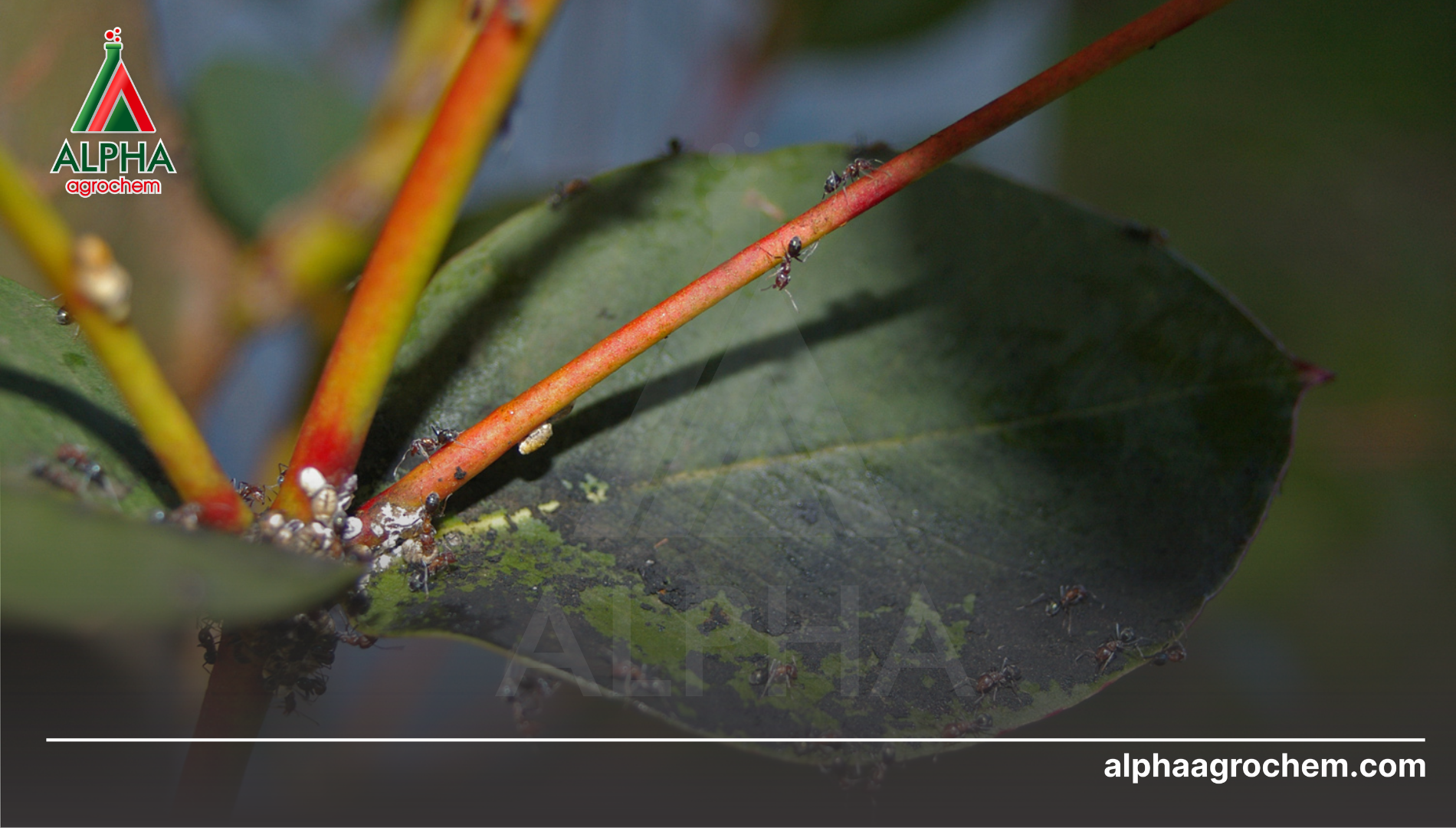 Thủ phạm thực sự gây nên màu đen: Nấm bồ hóng