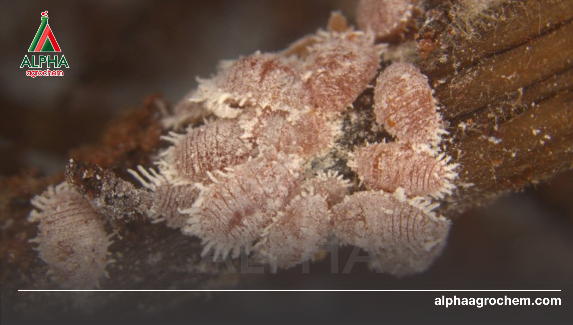 Triệu chứng nhận biết khi sầu riêng bị rệp sáp rễ