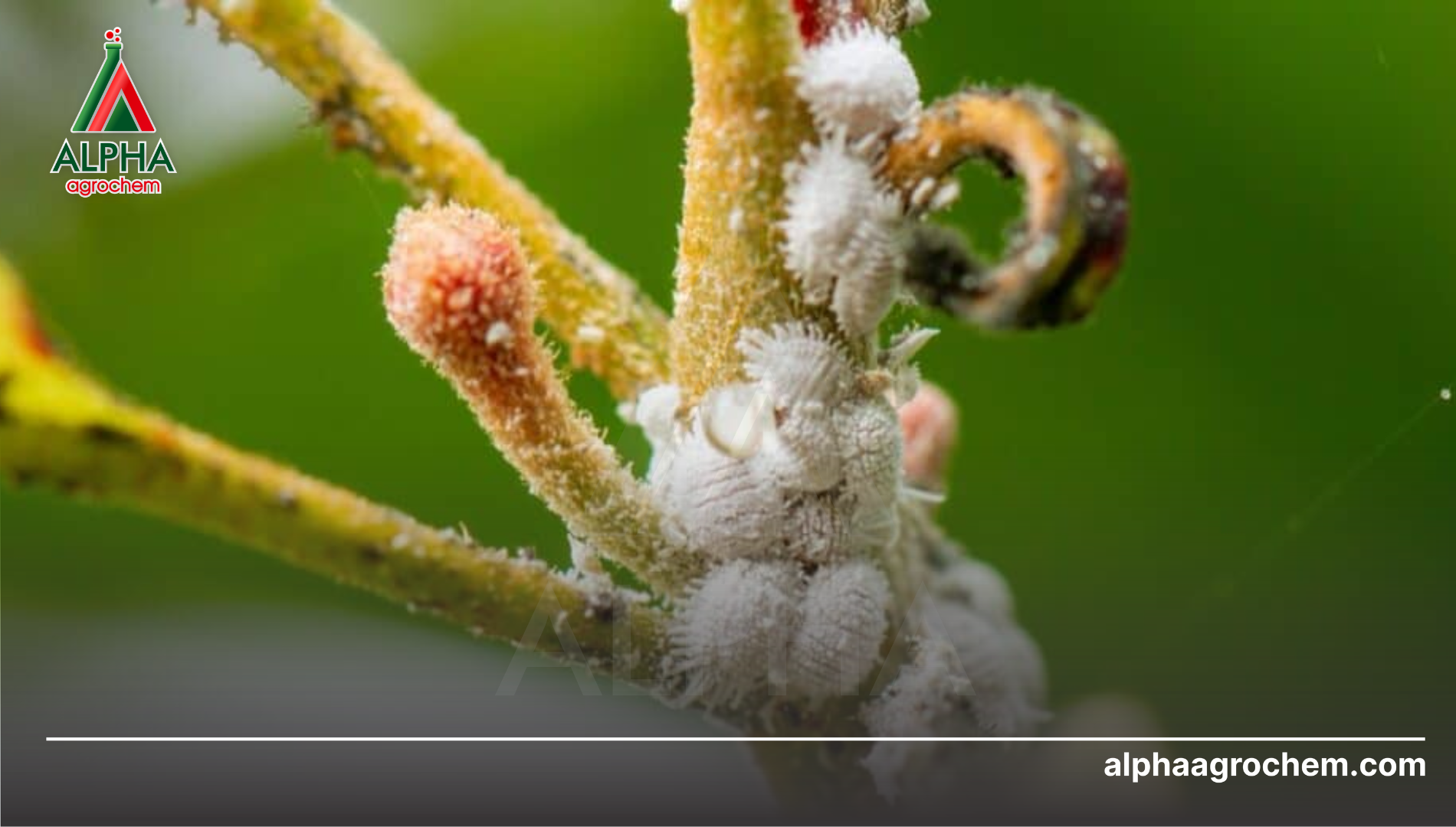 Triệu chứng rệp sáp rễ - Kẻ giết người thầm lặng