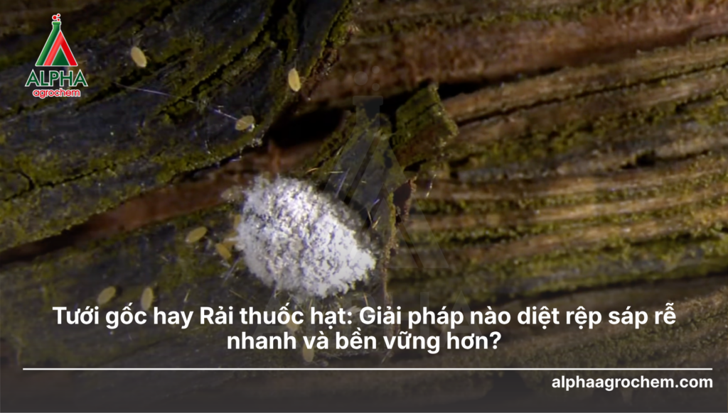 Cách trị rệp sáp rễ