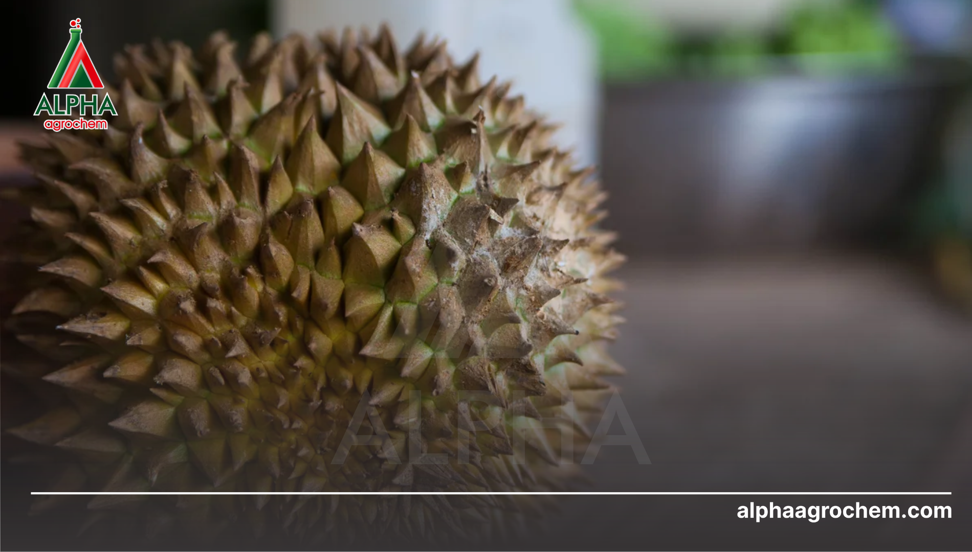 Ưu thế tuyệt đối của dạng SC trong phòng trừ rệp sáp sầu riêng