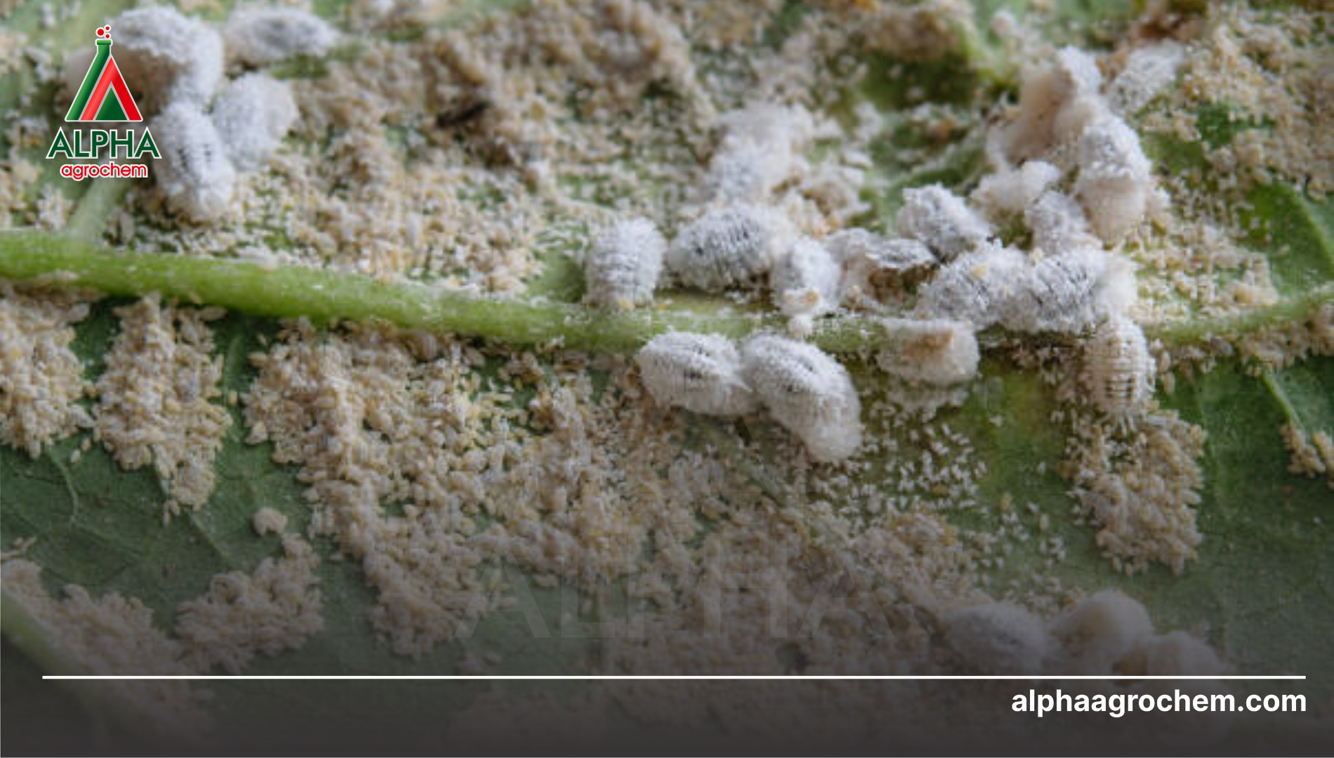 Ưu thế vượt trội của hạt Nano trong việc tiêu diệt rệp sáp