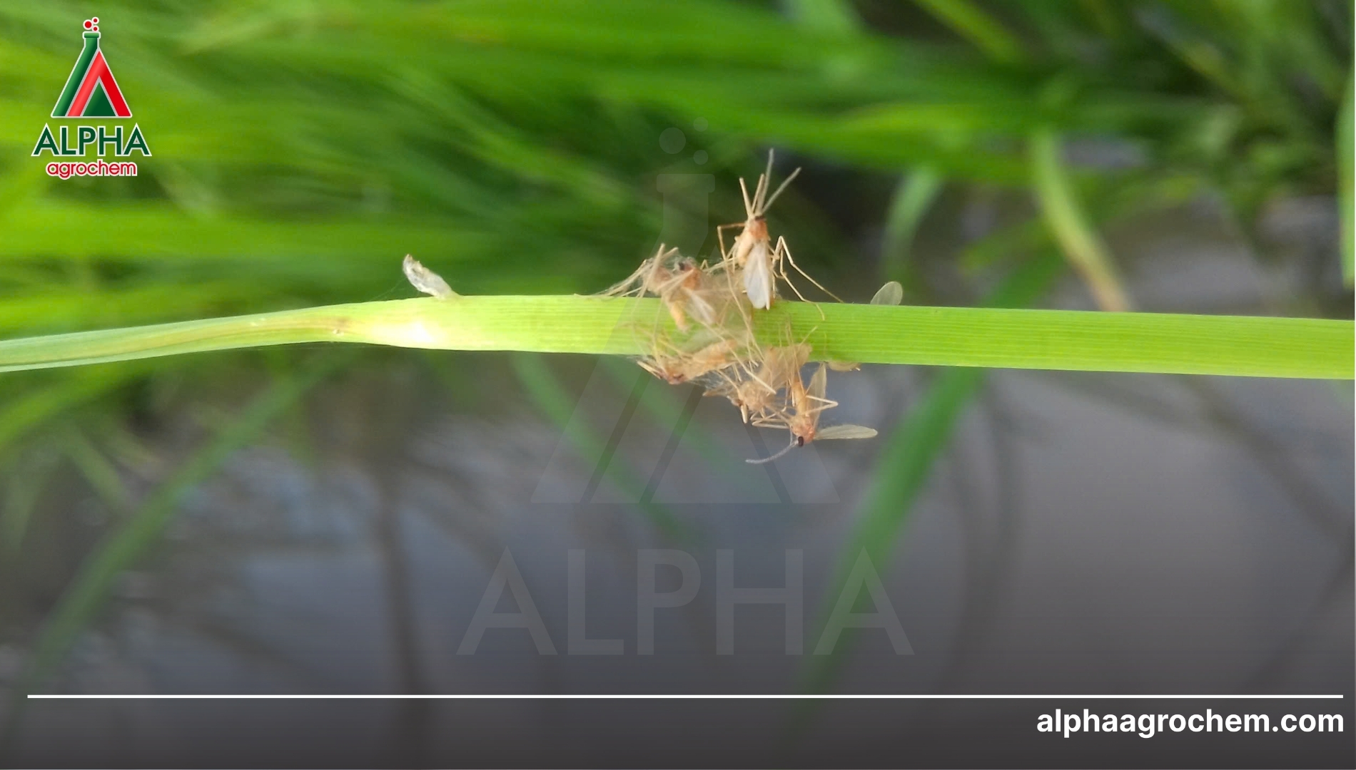 FAQ: Giải đáp nhanh về muỗi hành (sâu năn)