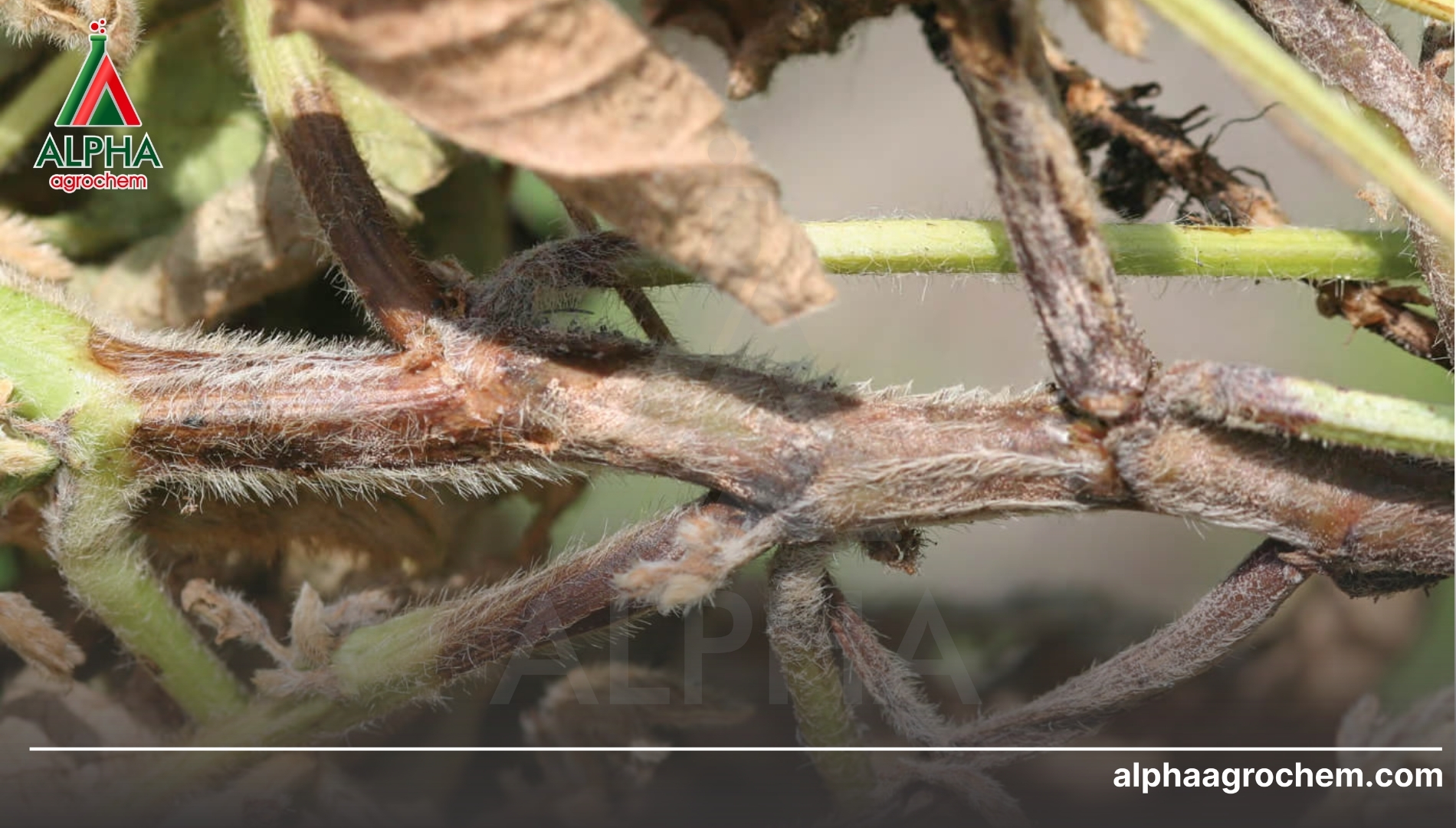 FAQ: Giải đáp nhanh về nấm Phytophthora