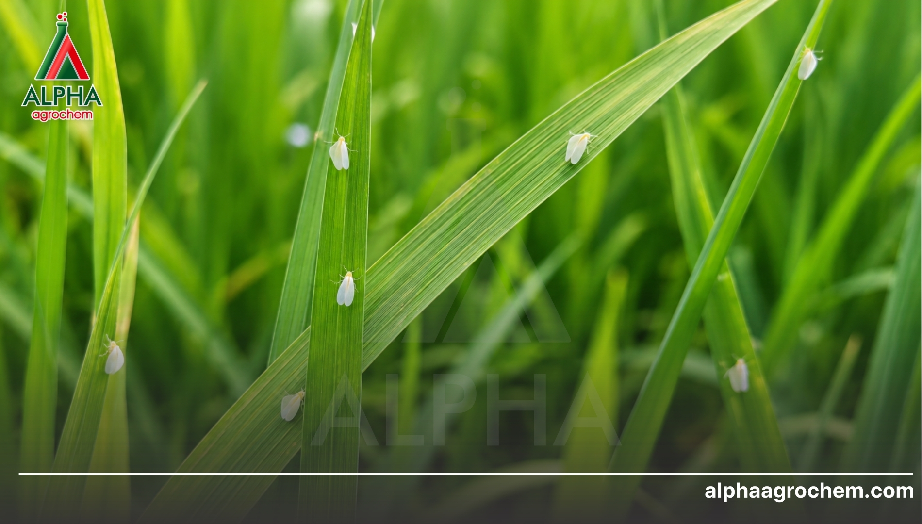 FAQ: Giải đáp về nhóm IRAC và cách phối thuốc