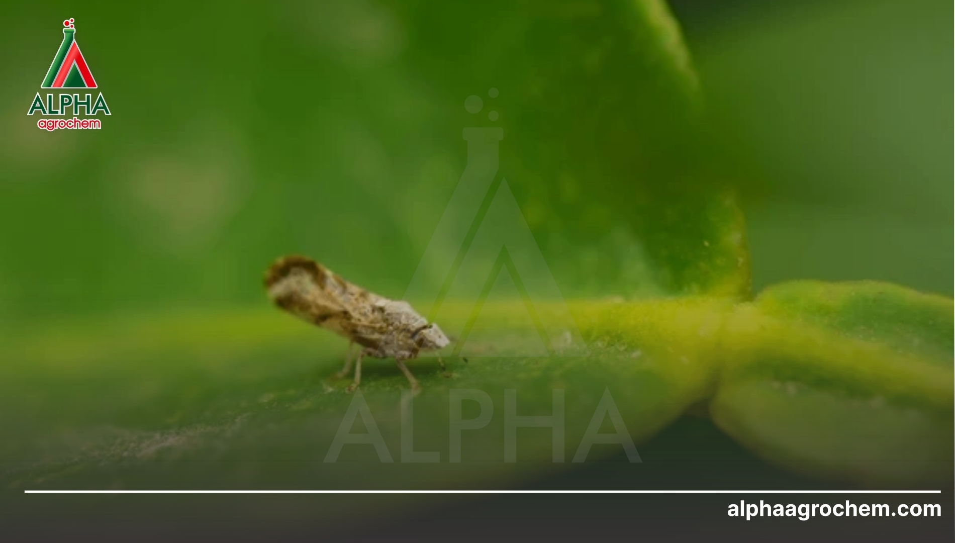 Giải pháp công nghệ đột phá từ Alpha Agrochem
