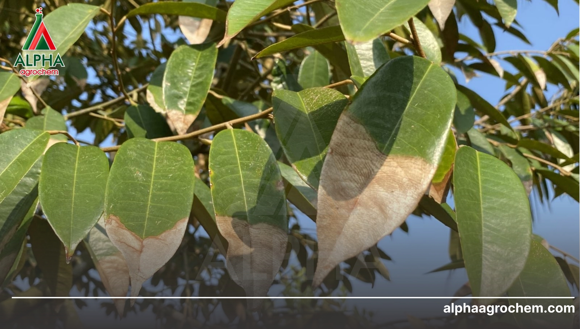Giải pháp công nghệ đột phá từ Alpha Agrochem