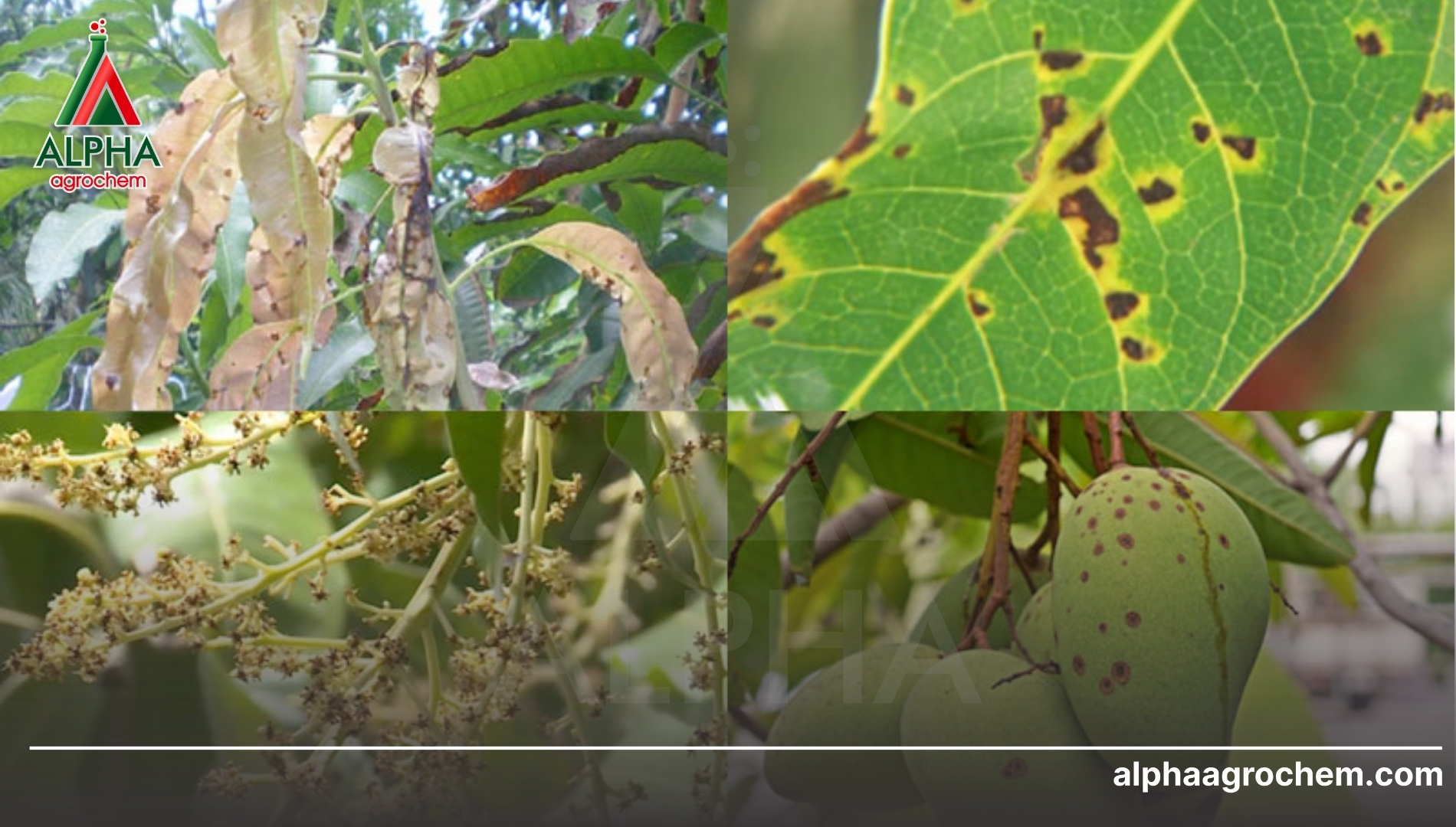 Giải pháp công nghệ đột phá từ Alpha Agrochem