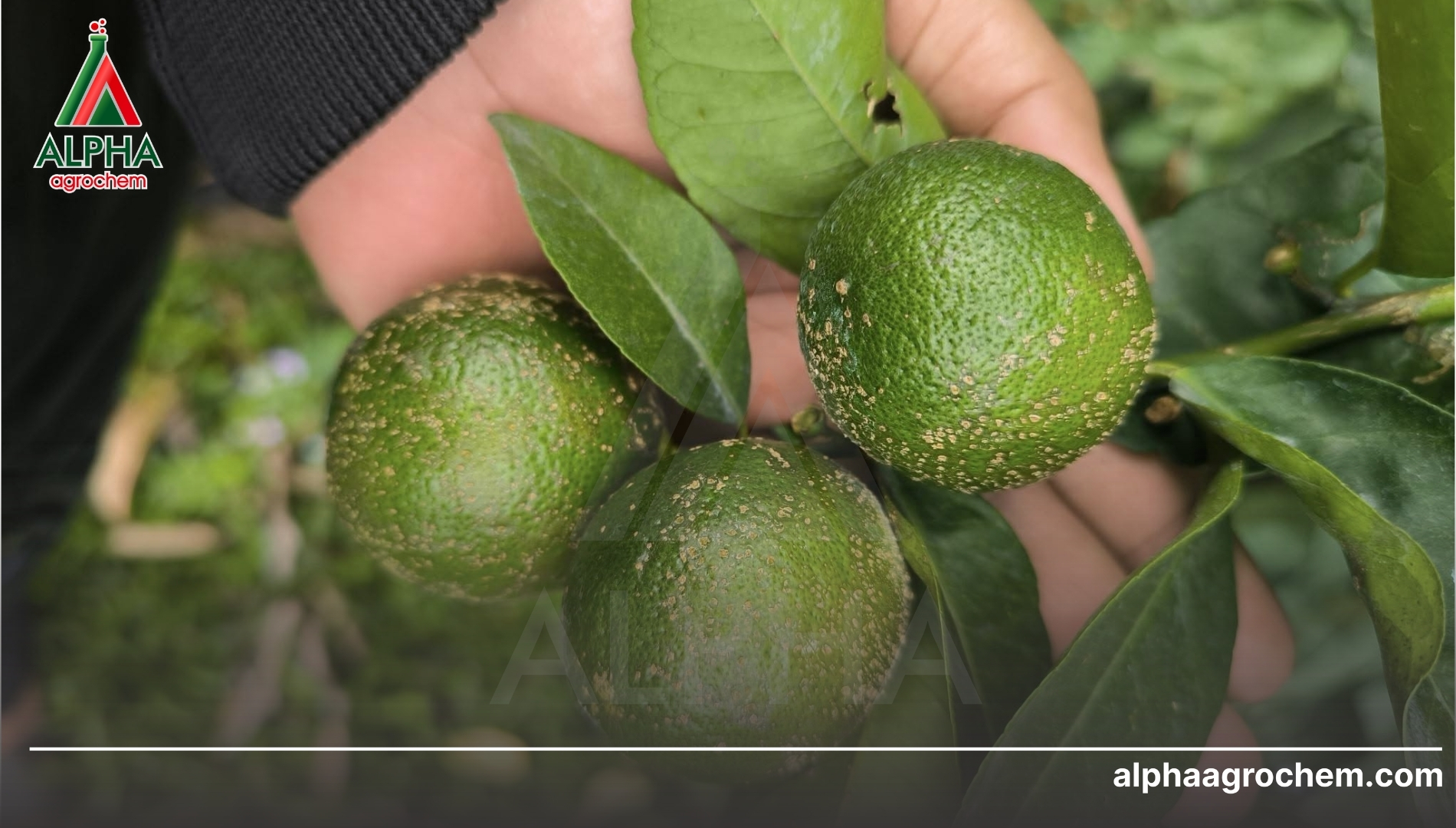 Giải pháp công nghệ đột phá từ Alpha Agrochem