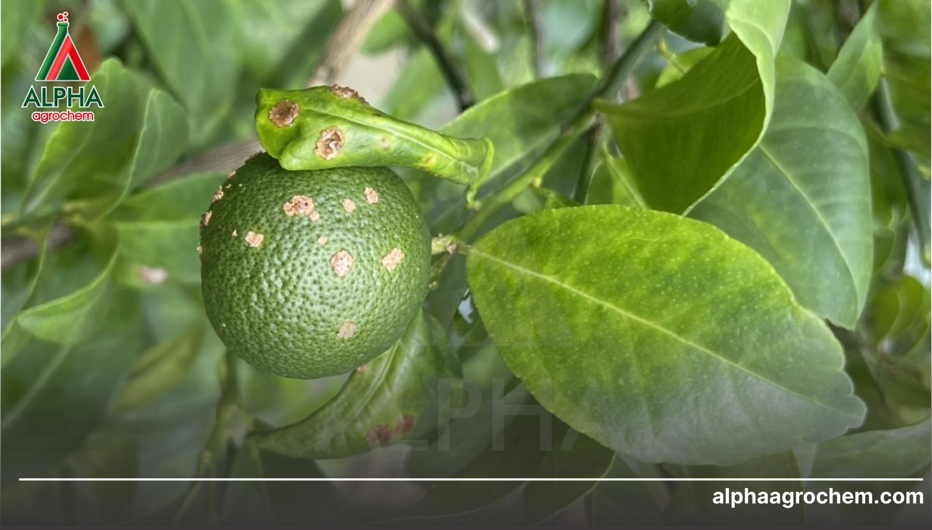 Giải pháp công nghệ đột phá từ Alpha Agrochem