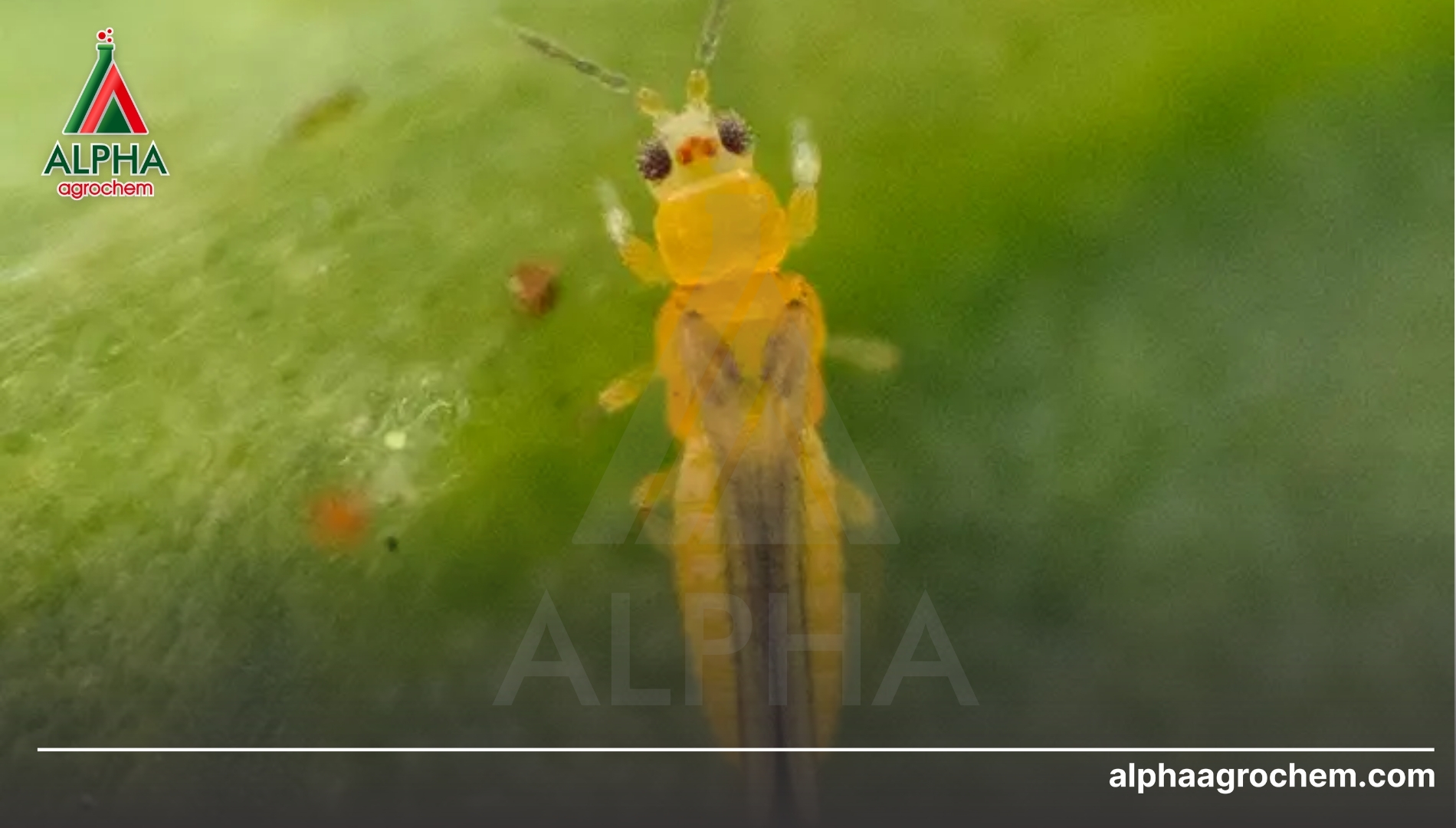 Giải pháp công nghệ đột phá từ Alpha Agrochem