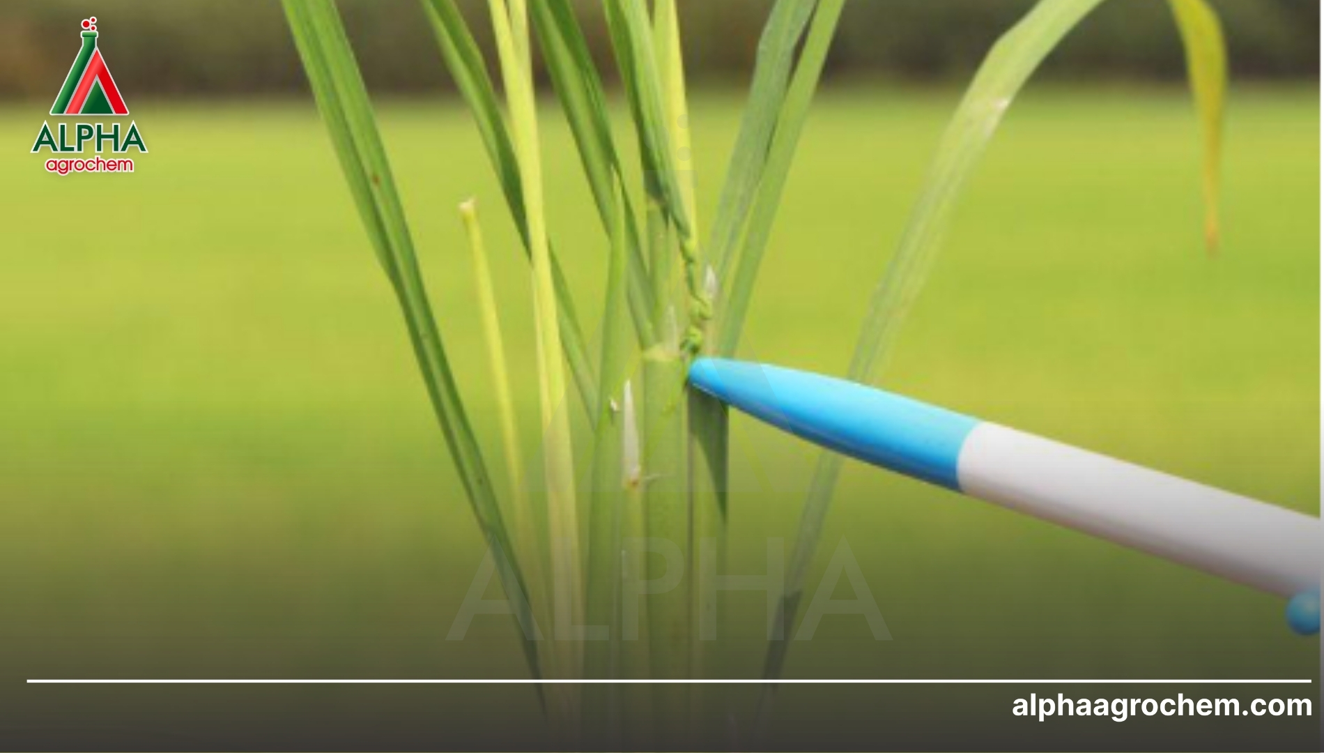 Giải pháp công nghệ đột phá từ Alpha Agrochem