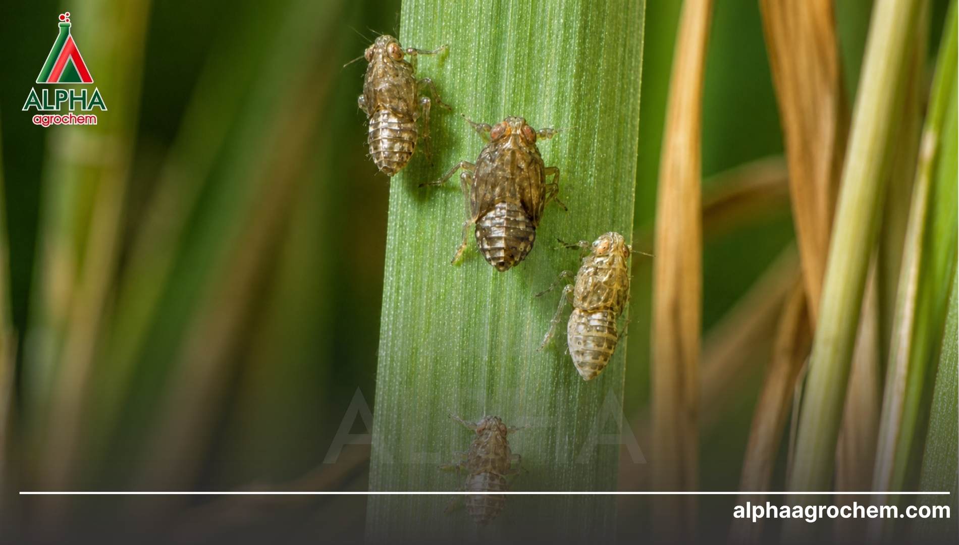 Giải pháp công nghệ đột phá từ Alpha Agrochem