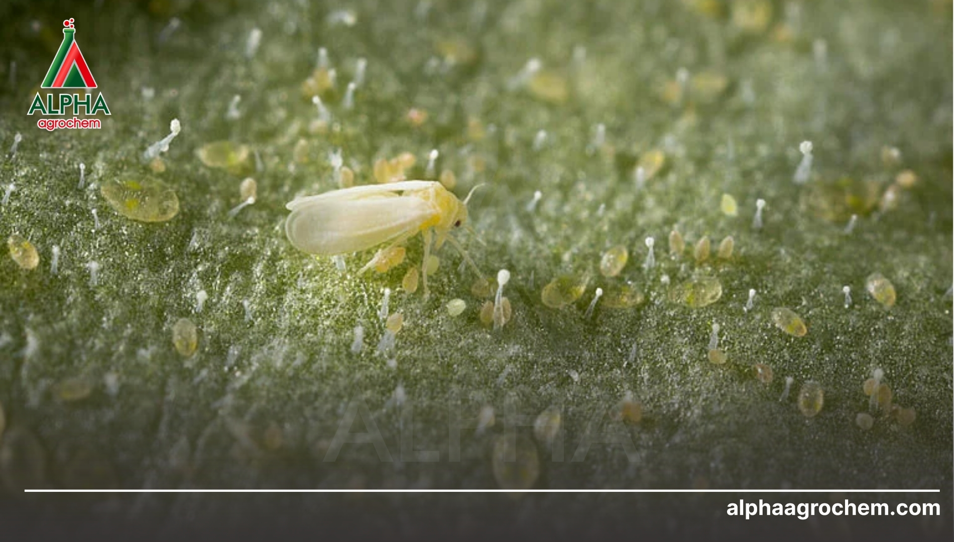 Giải pháp công nghệ đột phá từ Alpha Agrochem