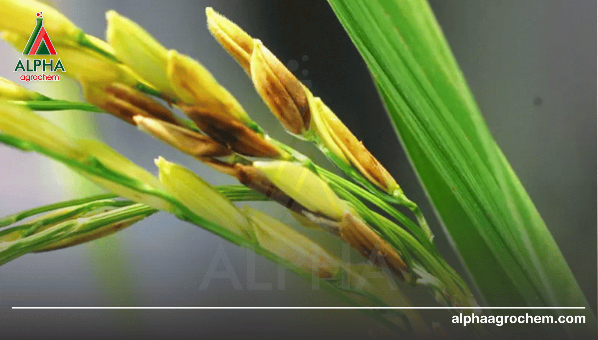 CYAT 525WG là thuốc gì?
