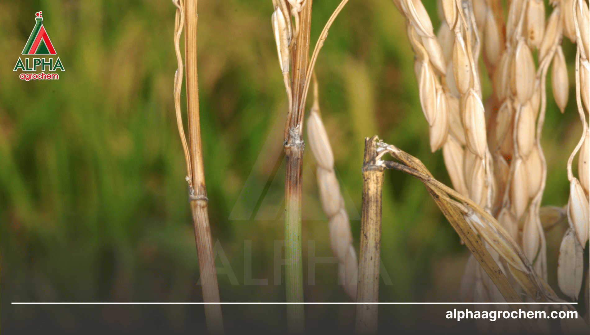 Câu hỏi thường gặp (FAQ)