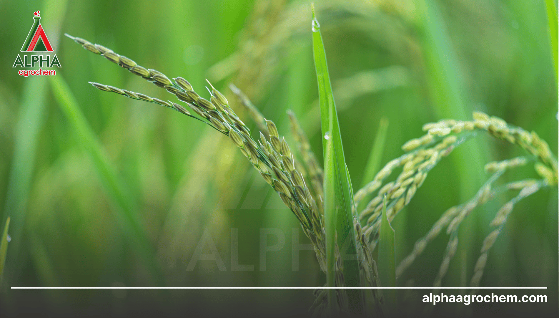 Câu hỏi thường gặp (FAQ)