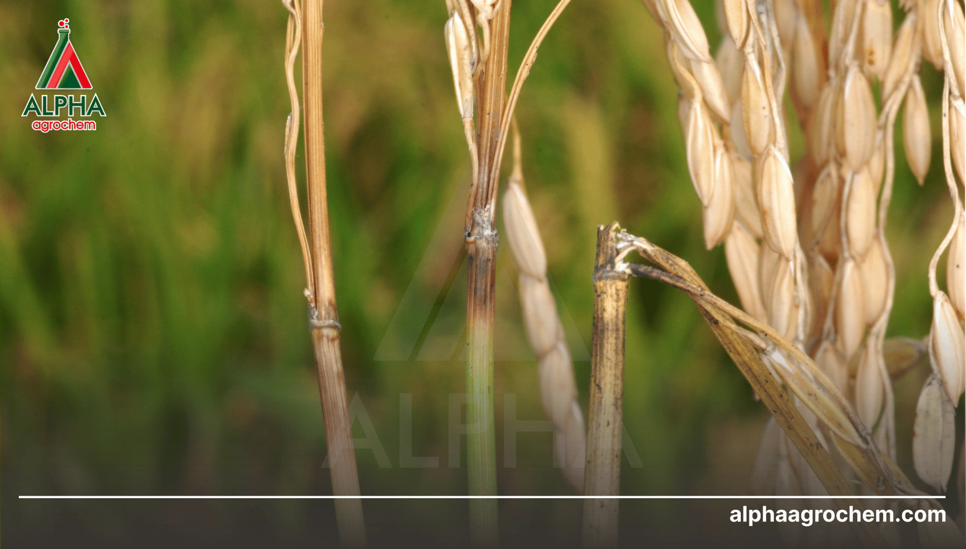 Câu hỏi thường gặp (FAQ)