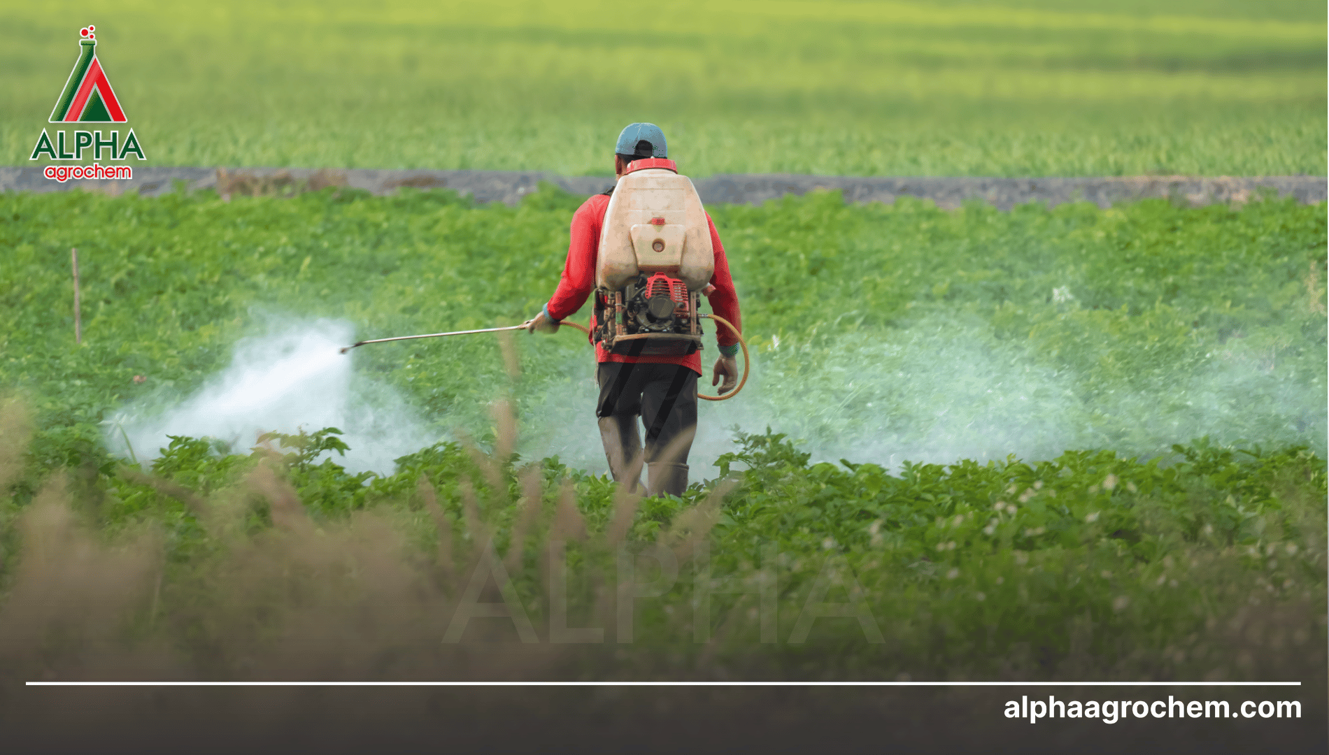 Thời điểm phun thuốc phù hợp (Nguyên tắc đúng lúc)