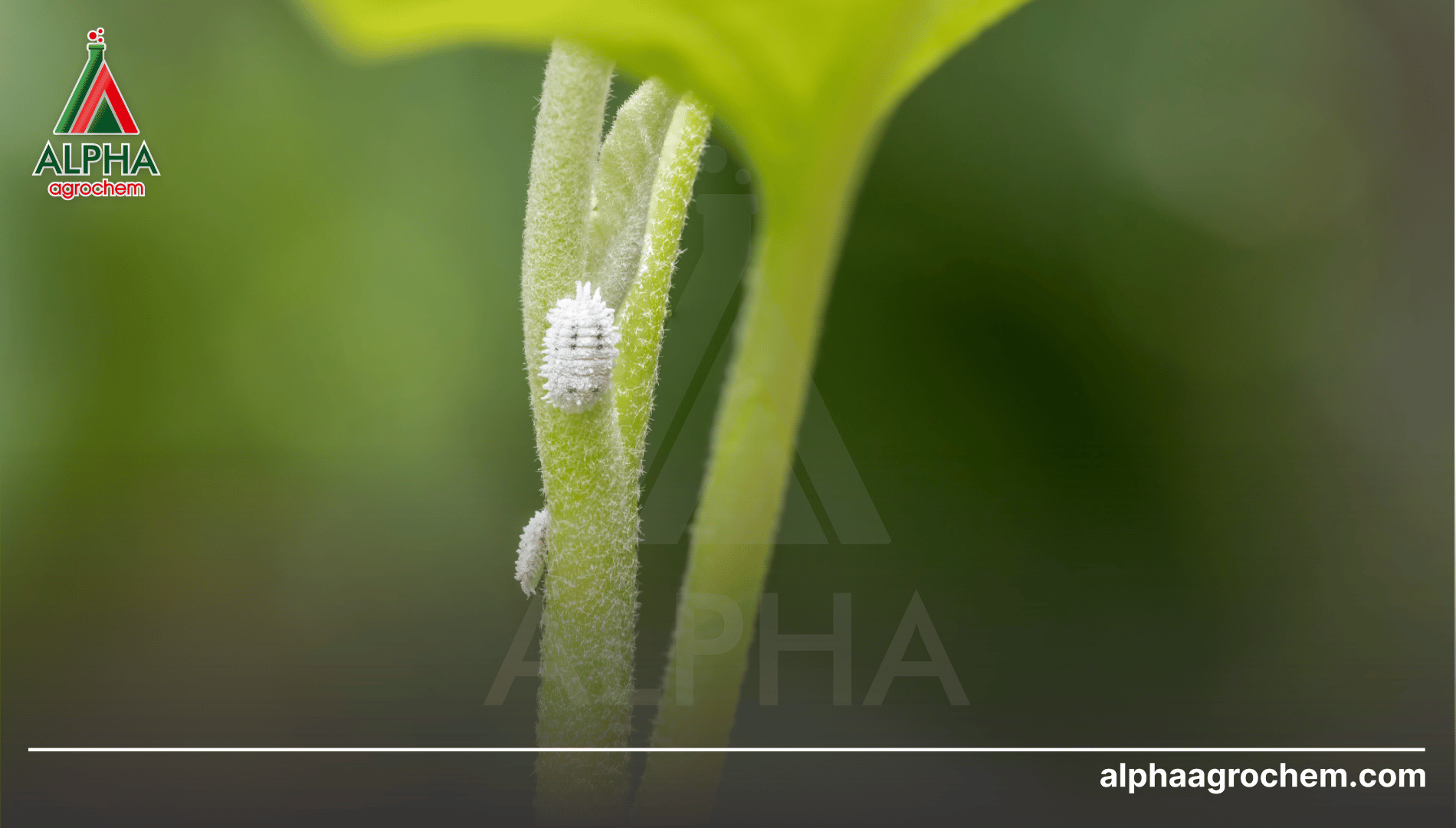 Xu hướng canh tác an toàn và vai trò của thuốc trừ sâu lưu dẫn