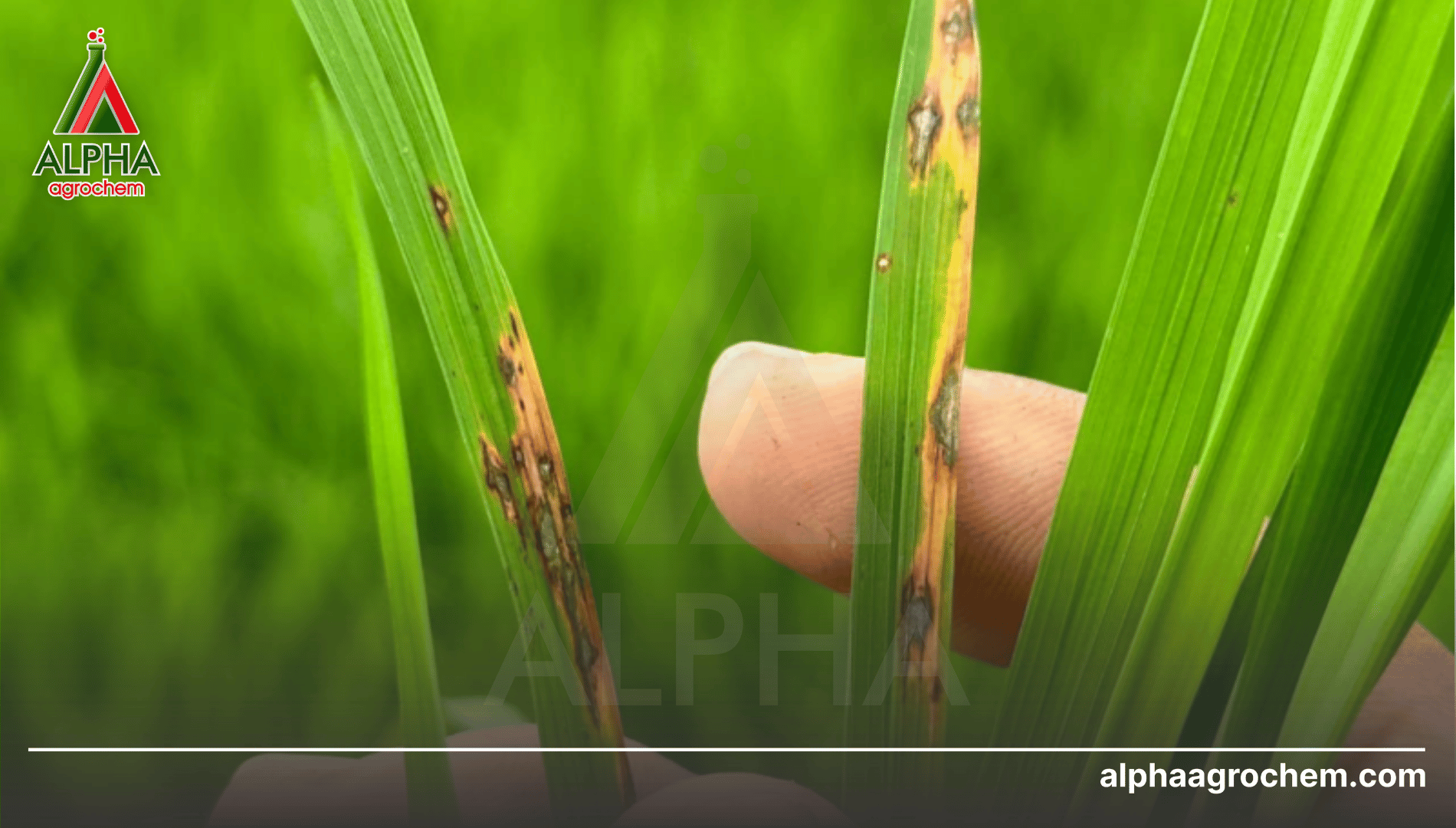 Xu hướng lựa chọn nông dược thế hệ mới an toàn và hiệu quả
